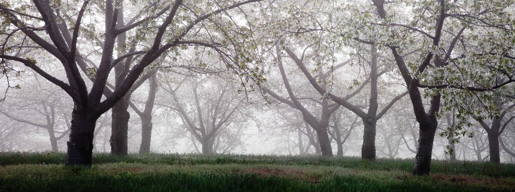 Orchard in Fog, Old Mission Peninsula, Michigan
