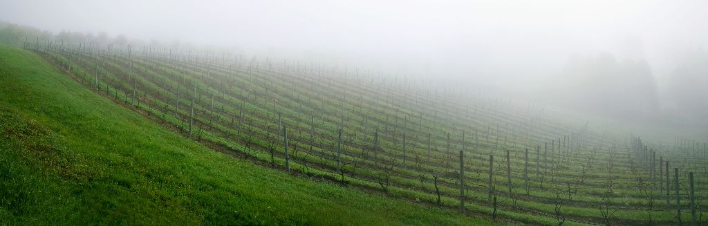 Vineyard in Fog, Old Mission Peninsula, Michigan