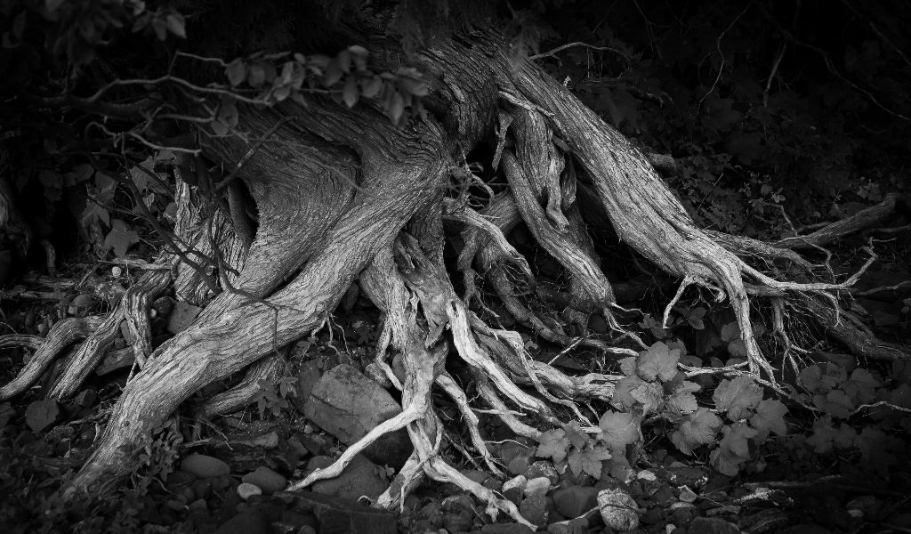 Roots, Lake Superior, Coppermine Point, Ontario