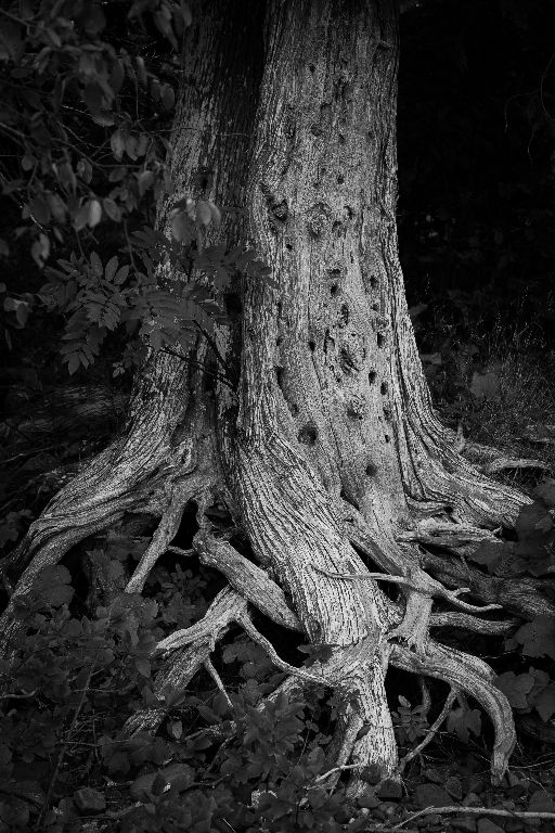 Roots and Trunk, Lake Superior, Coppermine Point, Ontario