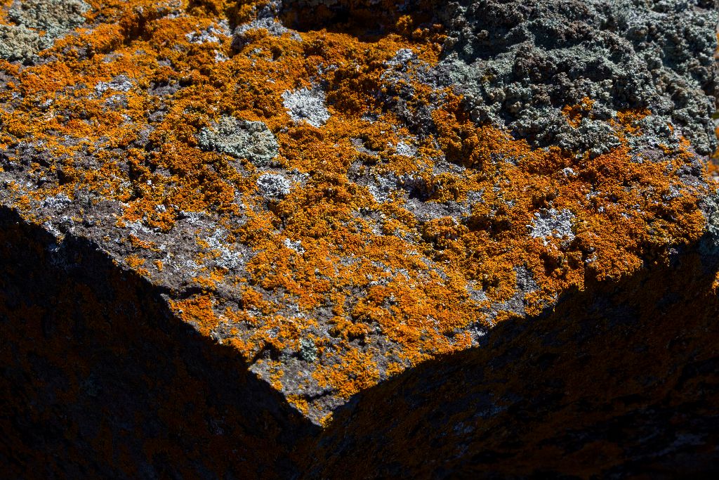 Lichen Covered Rock, Coppermine Point, Lake Superior Canadian Shore