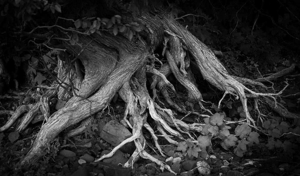 Roots, Coppermine Point, between Pancake Bay and Agawa Bay, Ontario