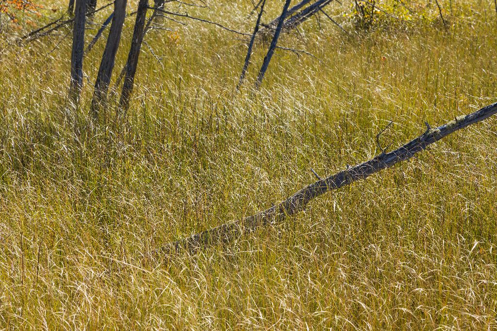 Trees in the Fen, Pancake Bay Provincial Park, Ontario